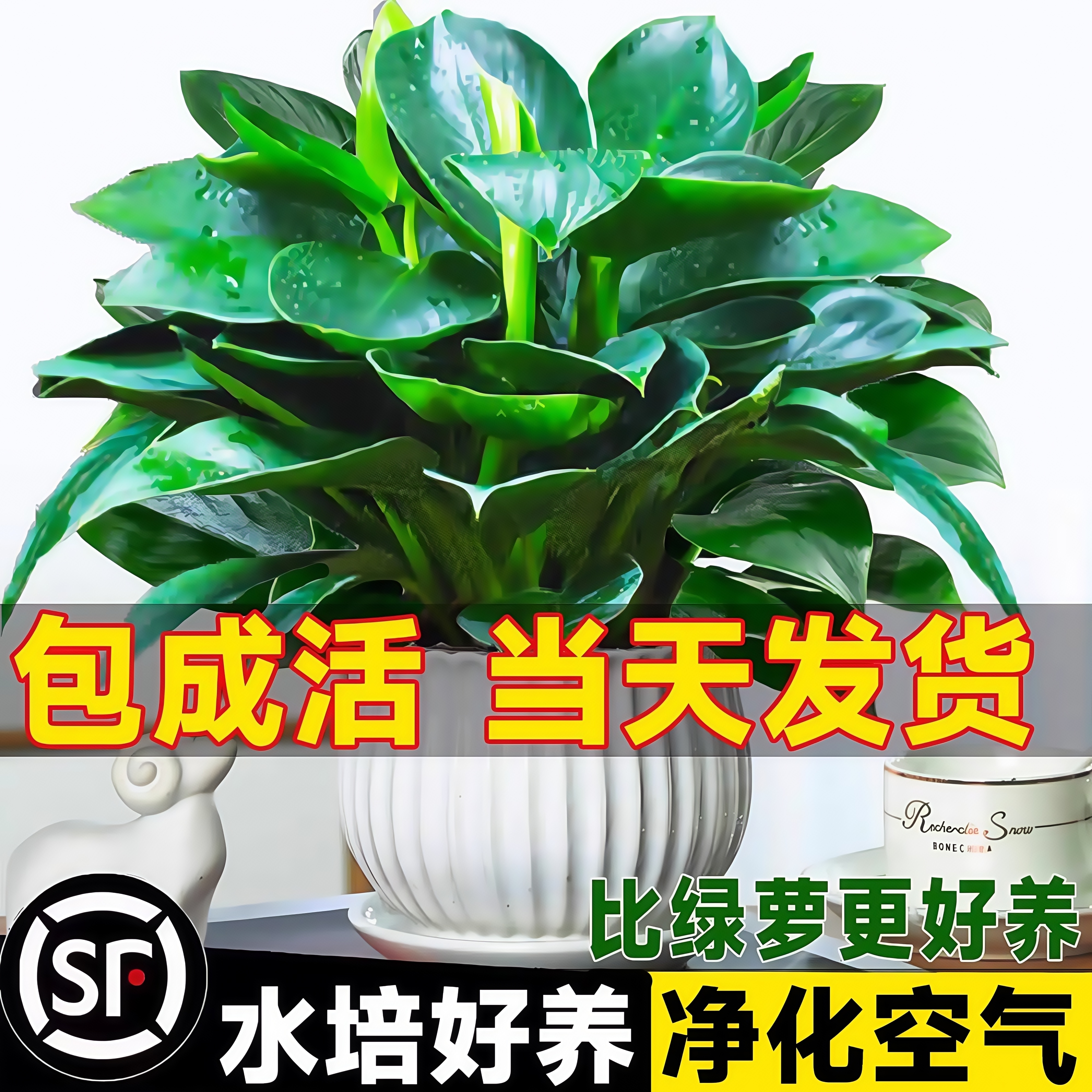 铂金钻盆栽绿萝箩花卉植物室
