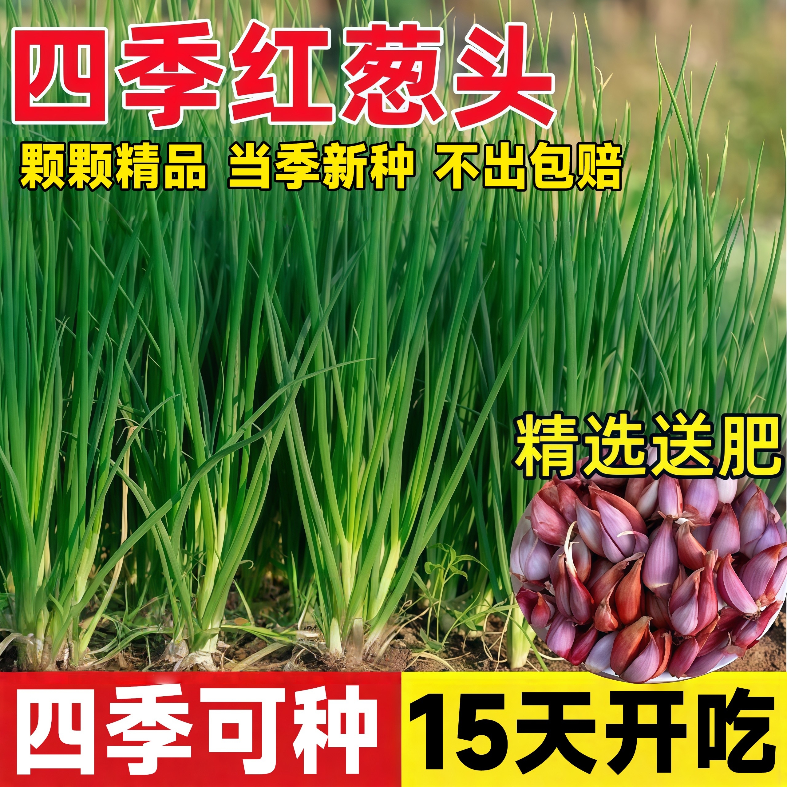 四季小香葱种头四川葱种葱种子种籽小葱葱头红葱本地火葱头种