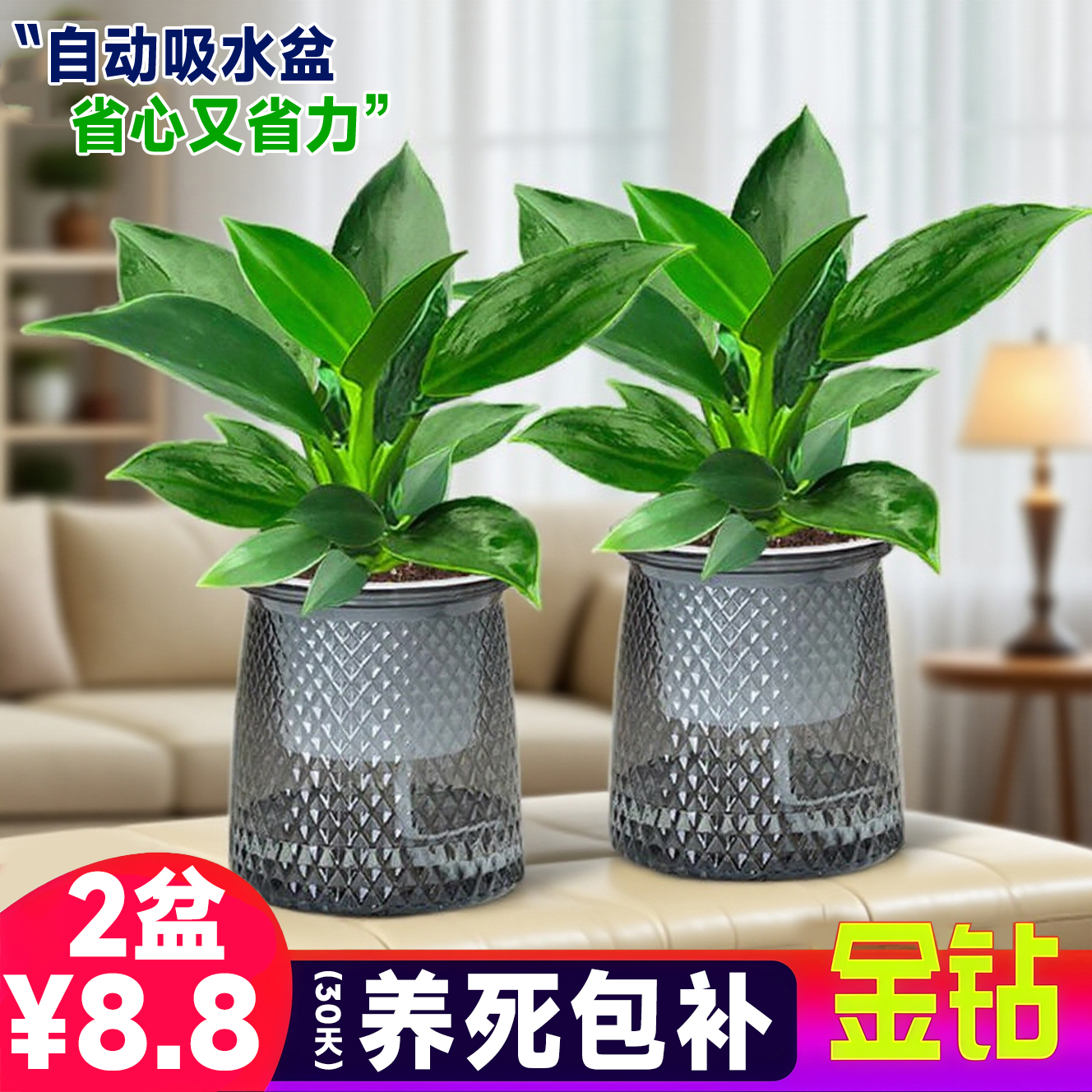 大叶金钻绿公主室内绿植盆栽办公室四季常青水培好养桌面花卉植物