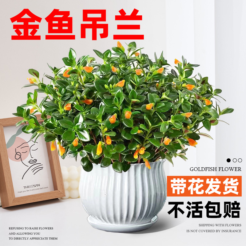 金鱼吊兰盆栽四季观花植物