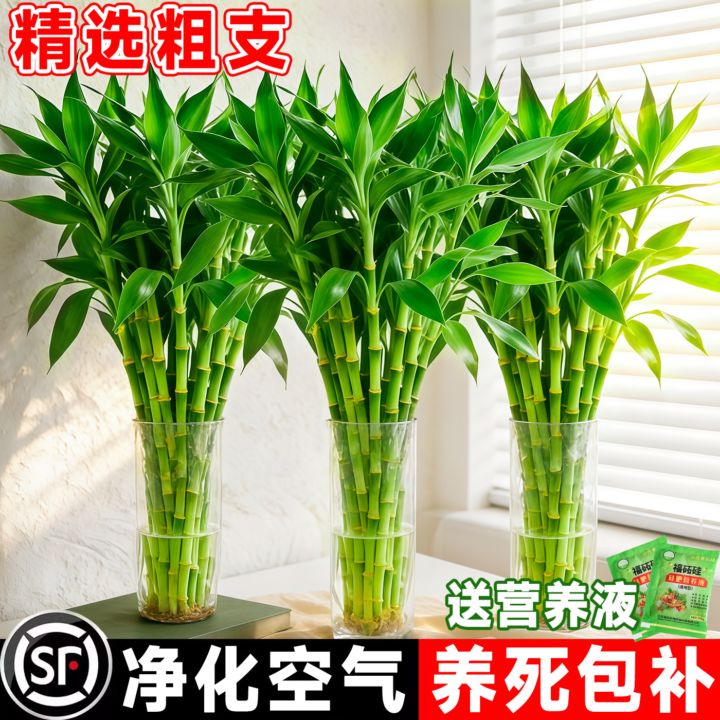 富贵竹水培植物客厅招财花卉绿植盆栽室内四季好养粗杆带根水竹子