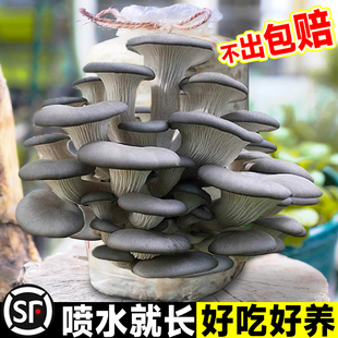 蘑菇种植包菌种菌包家种菌菇香菇食用黑平菇菌菇家庭新鲜菌棒盆栽