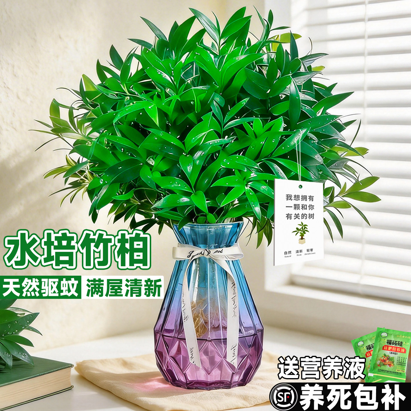 特大棵竹柏更驱蚊水培水养植物客厅办公室内四季常青绿植物驱虫竹