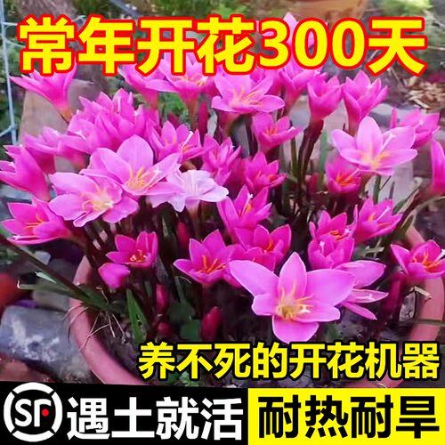 风雨兰种球清香型四季开花重