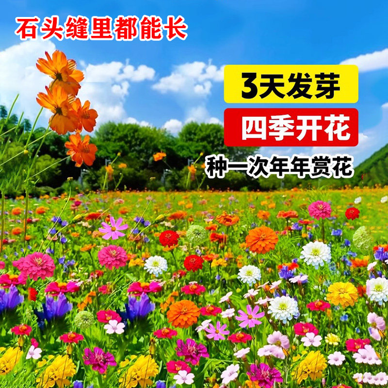 花籽野组合种子四季播开波