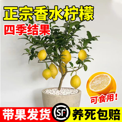 香水柠檬树苗盆栽带果可食