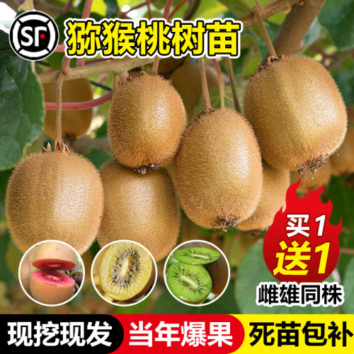 猕猴桃树果苗红心软枣徐香