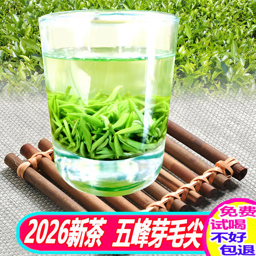 2026年新茶明前茶叶五峰芽毛尖头采芽茶湖北宜昌嫩芽绿茶250g