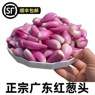 广东红葱头批发去皮剥好干葱头红皮火葱小香葱食用熬油顺丰包邮
