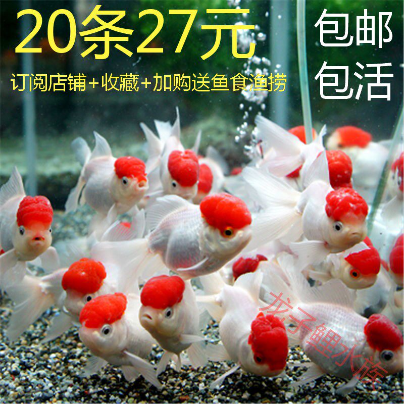 冷水鱼不加温金鱼活鱼锦鲤鱼淡水