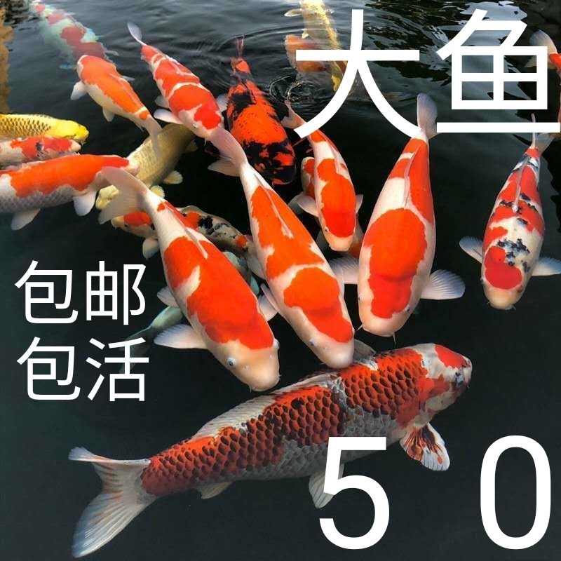 锦鲤鱼活鱼冷水观赏鱼大鱼金鱼淡水鱼好养好活风水鱼松叶孔雀白写