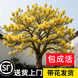 玉兰花树苗带花苞黄白紫玉兰花苗别墅庭院高端绿化耐寒大树广玉兰