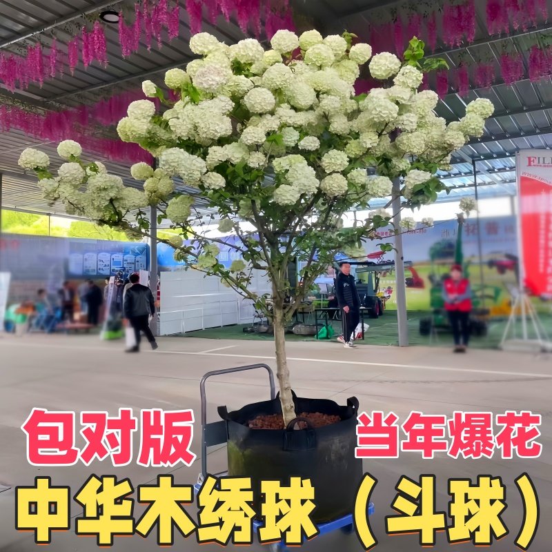 中华木绣球树苗大花斗球独杆棒棒糖大树耐寒花卉植物高端绣球花苗