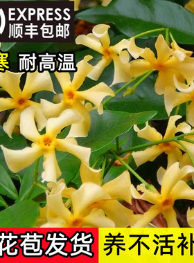 黄色风车茉莉托斯卡纳之星耐寒爬藤植物阳台庭院盆栽大苗好养易活