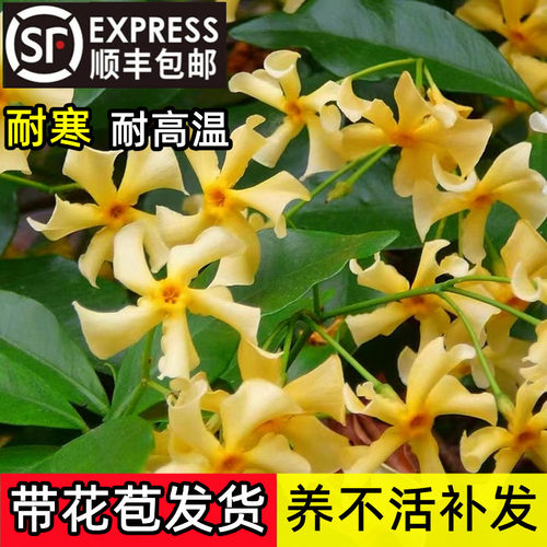 黄色风车茉莉爬藤植物庭院好养活