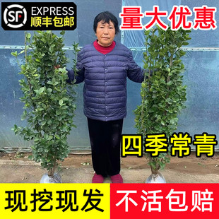 北海道黄杨绿篱树苗篱笆墙围墙耐寒庭院丛生大叶冬青树苗四季常青
