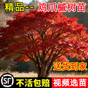 小叶鸡爪槭树苗丛生原生枫树苗日本红舞姬庭院高端名贵风景树苗木