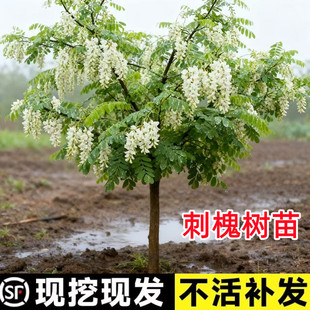 刺槐树苗洋槐花树苗庭院刺槐树耐寒槐树苗绿化工程苗行道树可食用