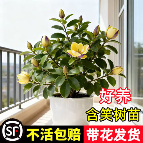 【包活1年】顺丰发货含笑浓香型
