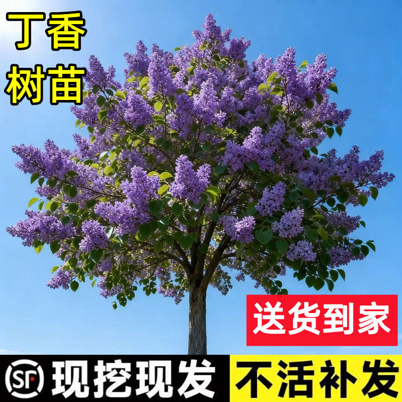 独杆棒棒糖紫丁香花树苗庭院地栽欧洲丁香花室外绿植四季耐寒花卉
