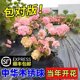 粉色玫瑰达人中华木绣球花树苗木本绣球树大花斗球耐寒耐寒好养活