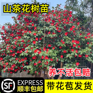 茶梅花树苗盆栽带花苞山茶花耐冬植物室内庭院耐寒耐热香妃茶花卉