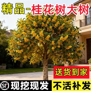 桂花树苗地栽大树八月金桂别墅庭院浓香型盆栽名贵花卉四季桂丹桂