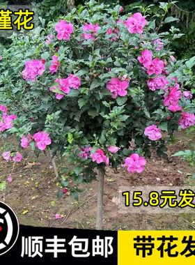 木槿花期超长可达200天四季好养