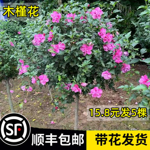 木槿花树苗重瓣棒棒糖室外老桩庭院阳台盆栽四季植物耐寒耐热花卉