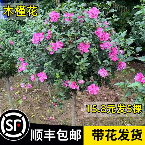 木槿花期超长可达200天四季好养