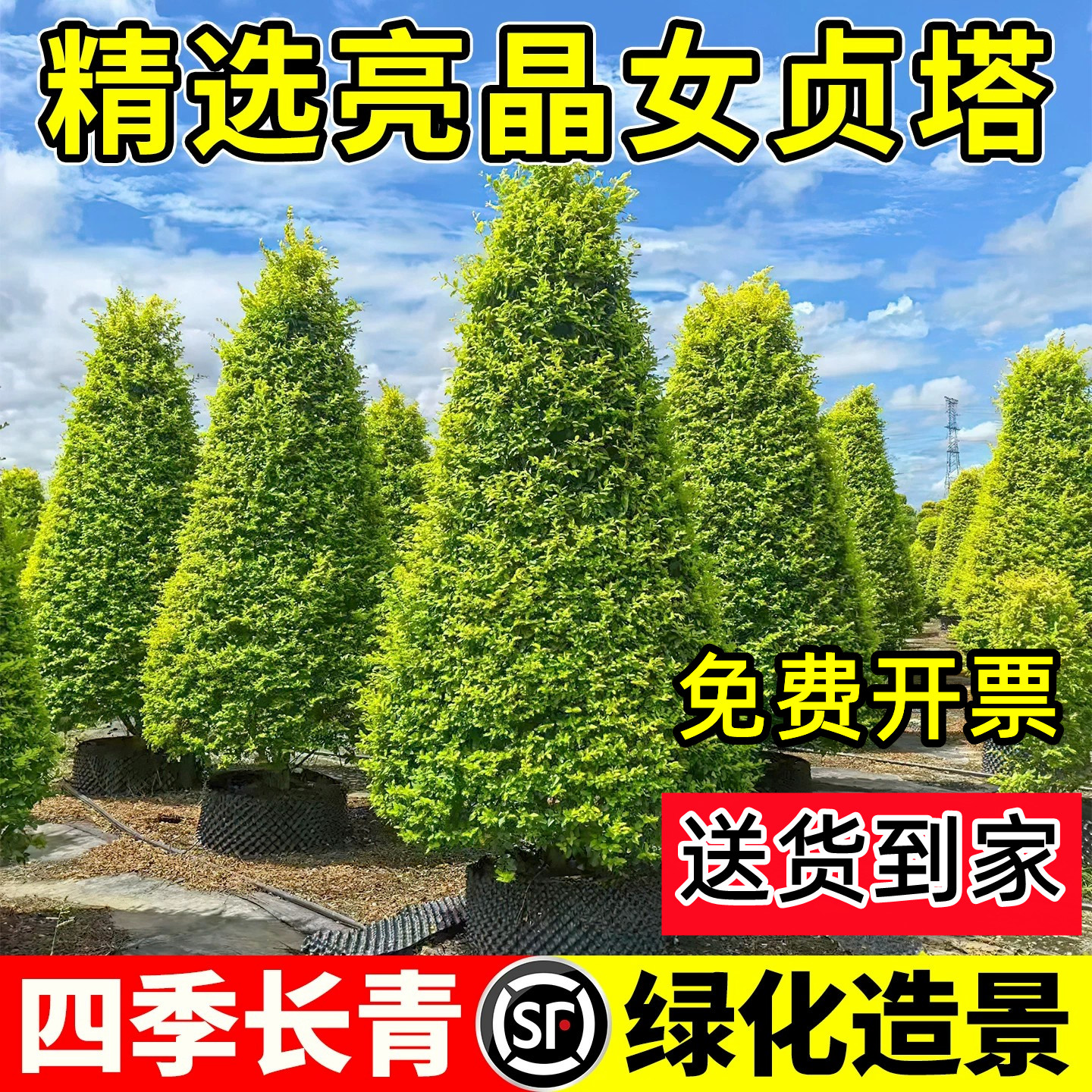 顺丰送到家【包活60天】亮晶女贞图片