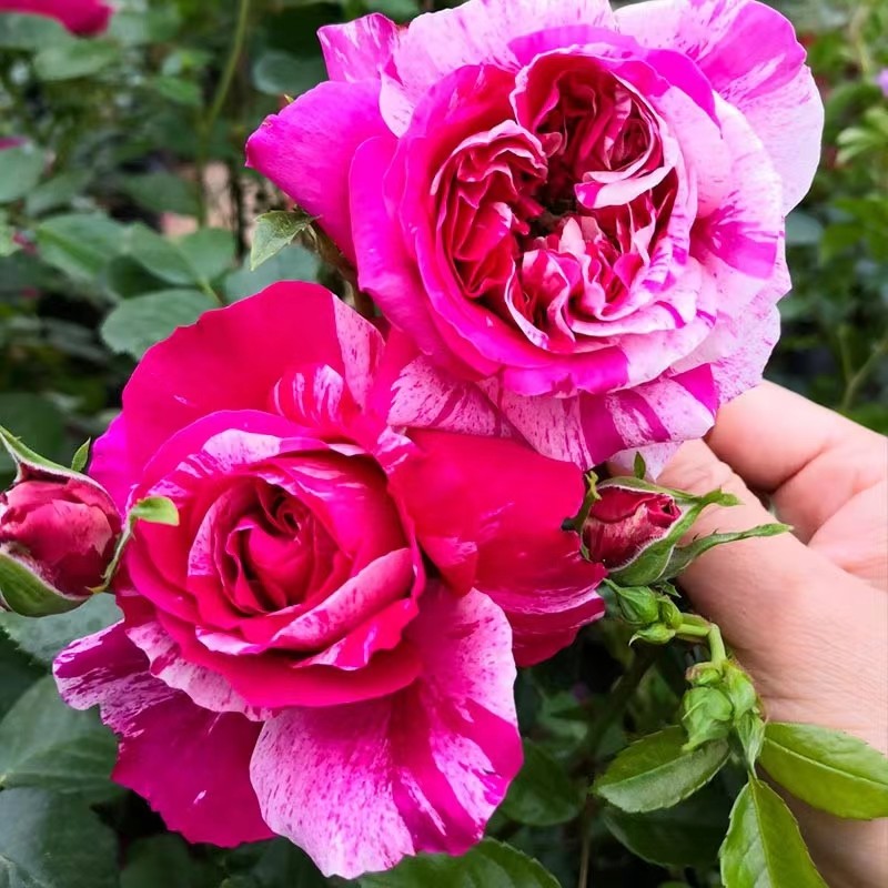 伊蕾莎斯特无刺藤本爬藤月季特大花庭院阳台植物蔷薇花苗四季开花