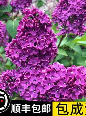 欧洲丁香花树苗庭院别墅风景树