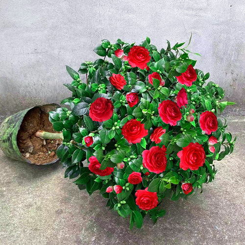 茶花盆栽带花苞新手好养冬季耐寒