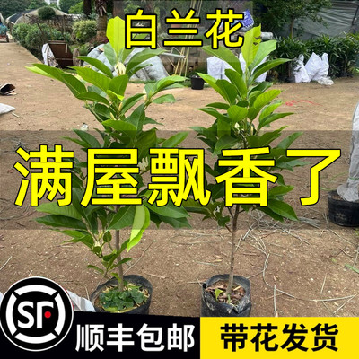 白兰花盆栽带花苞室内四季好养活