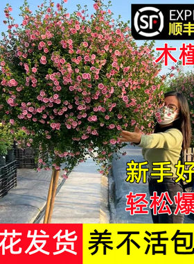 顺丰包邮小木槿蓝雪花棒棒糖大苗