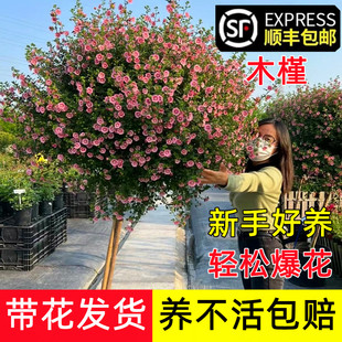 小木槿棒棒糖花苗重瓣蓝雪花大苗盆栽植物耐寒耐冻四季带花苞好养