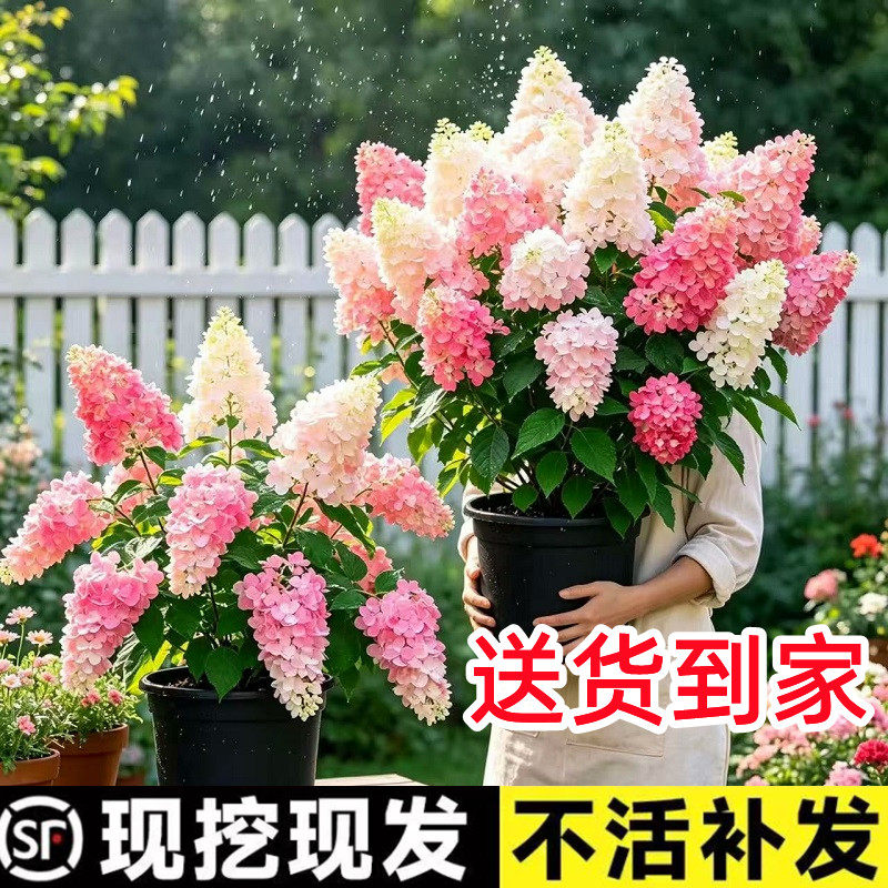 圆锥绣球香草草莓棒棒糖独杆大苗欧洲玫瑰庭院耐寒耐晒木绣球花苗