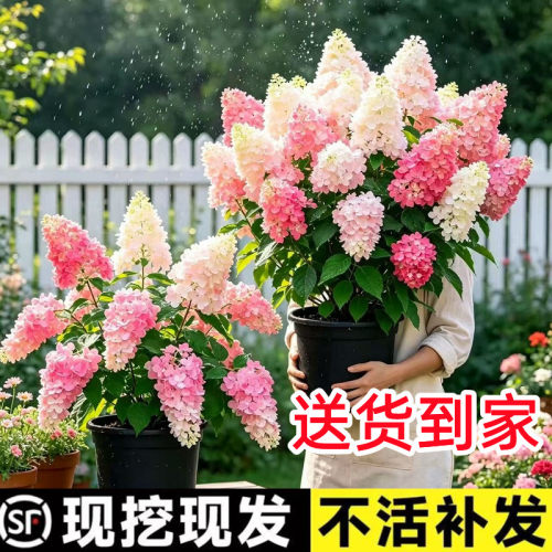 顺丰送到家【包活60天】圆锥绣球