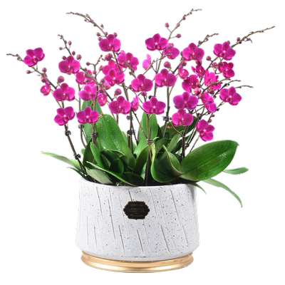 带花剑大苗四季开花不断好养好活