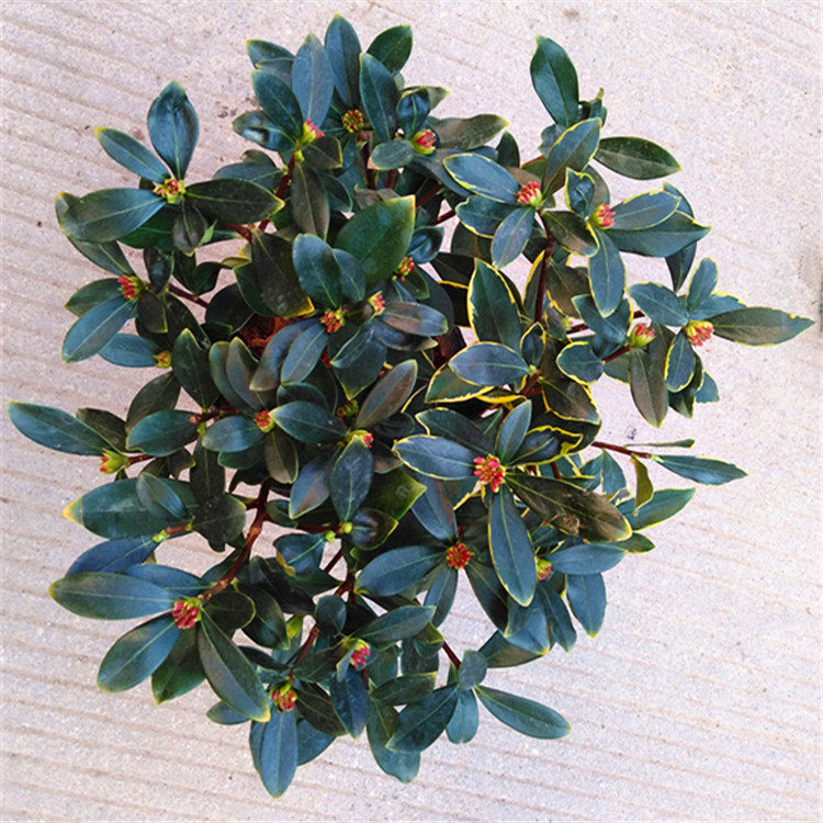 金边瑞香花卉盆栽冬季室内植物四季常青绿植耐寒开花香冬带花苞发