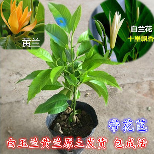 白玉兰花盆栽小树苗室内绿植物黄角兰四季开花不断浓香型庭院花卉