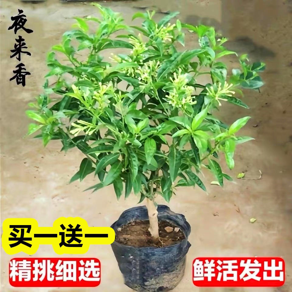 夜来香室内外四季开花驱蚊植物