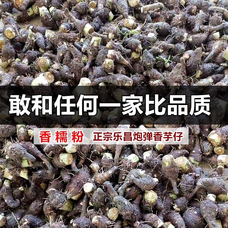 广东热销正宗乐昌芋艿炮弹芋头仔小香芋5斤10斤可蒸煮做糖水丸子