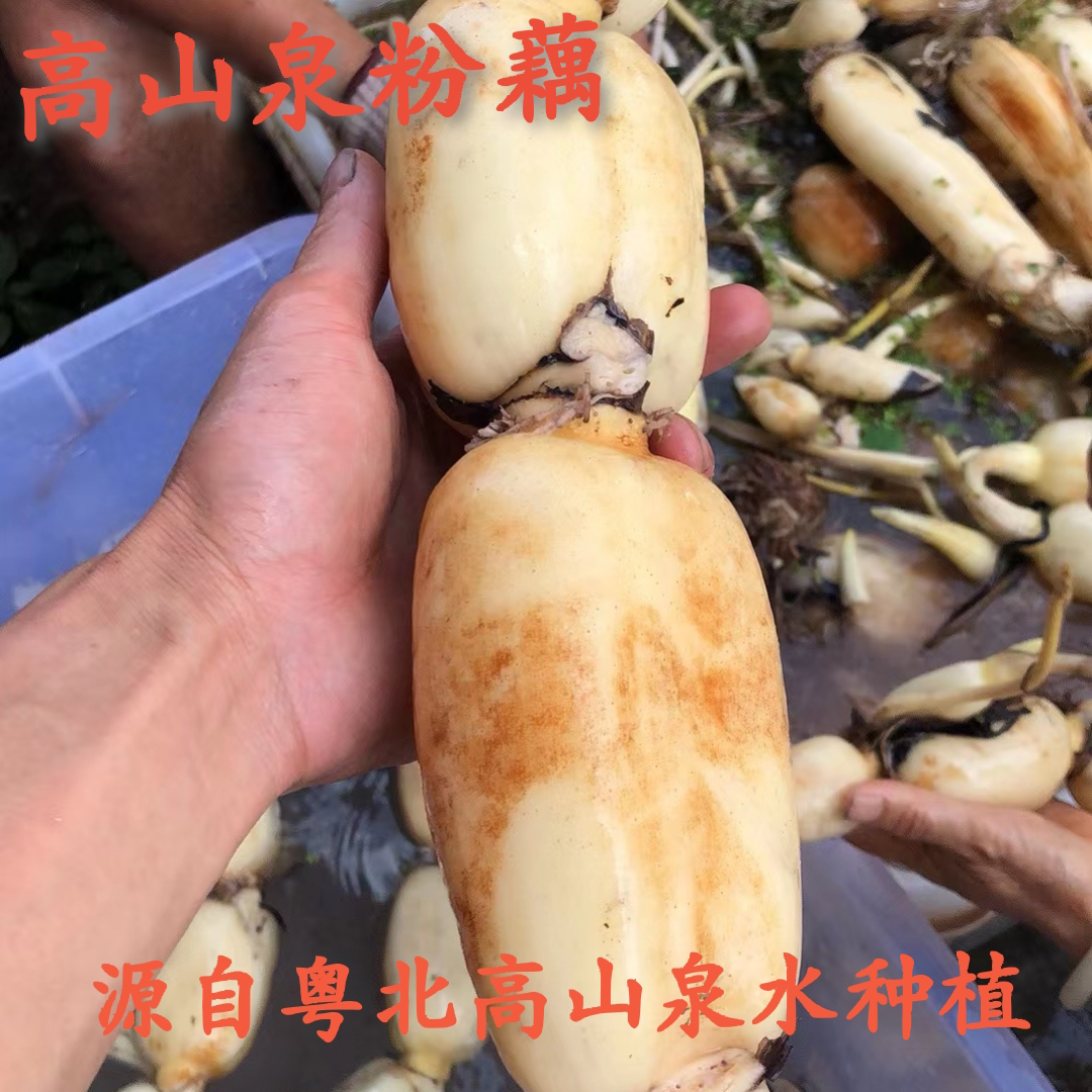 顺丰包邮新鲜现挖山泉水莲藕5斤脆藕应季高山粉莲藕煲汤闷
