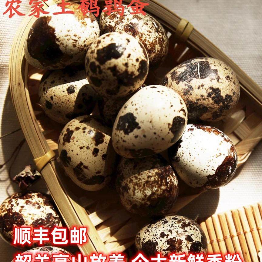 新鲜鹌鹑蛋粤北山区农家生态放养