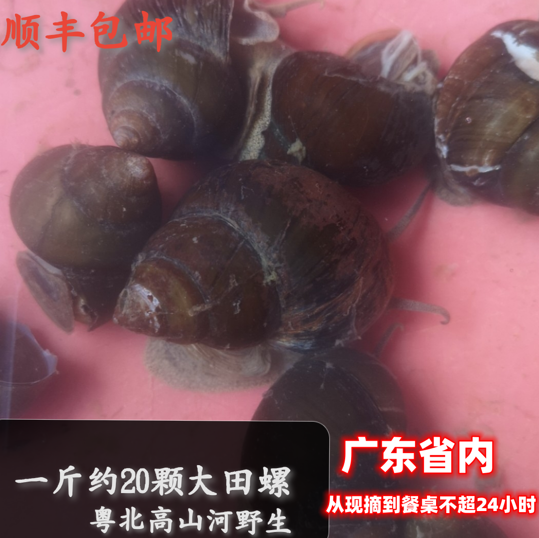 顺丰现捡新鲜活田螺野生大泥螺带壳5斤新鲜美味炒煲田螺种螺