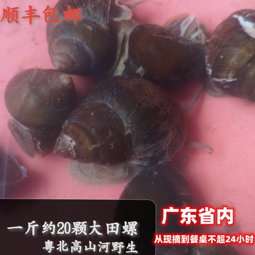 顺丰现捡新鲜活田螺野生大泥螺带壳5斤新鲜美味炒煲田螺种螺
