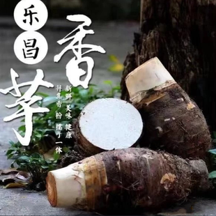 广东韶关乐昌正宗原产地张溪炮弹香芋头新鲜槟榔芋特大现挖现发