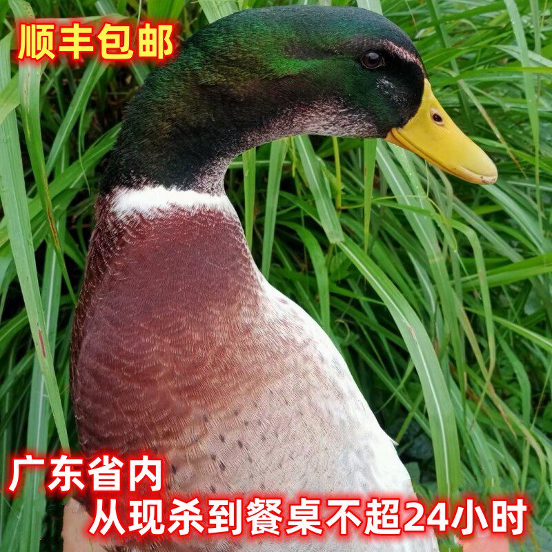 顺丰新鲜鸭肉整只活发现杀高山河农放家生态放养老鸭青头鸭5-7斤